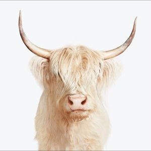 Art print- white shaggy highland cow print 8.5x11 inches